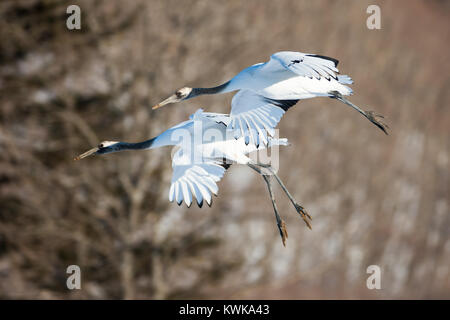 Tête rouge japonais Tancho Flying Cranes et la danse de Kushiro, Hokkaido au Japon au cours de l'hiver Banque D'Images