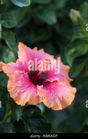 Hibiscus 'Erin Rachael' fleur. Banque D'Images