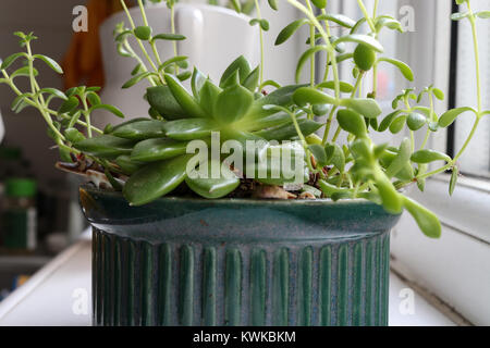 Succulentes en pot jardin par une fenêtre Banque D'Images