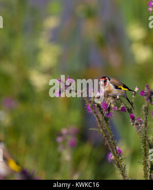 Close up of a single, hot chardonneret (Carduelis carduelis) assis sur le dessus d'une plante en fleurs de chardon, à la recherche de semences nutritifs pour manger. Banque D'Images