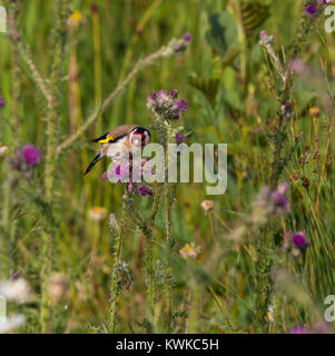 Un seul, des profils chardonneret jaune (Carduelis carduelis) est perché sur un chardon commun plante en plein milieu d'une prairie sauvage de différentes espèces. Banque D'Images