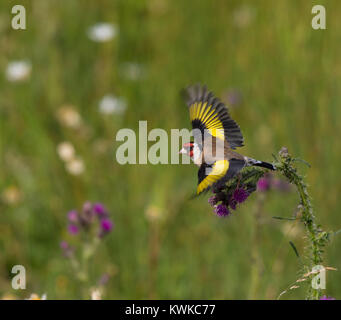 Un chardonneret jaune (Carduelis carduelis) avec ailes déployées s'exécute à partir d'un chardon commun plante. L'efficacité de flou visible en raison de mouvements rapides. Banque D'Images