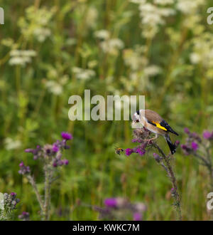 Close up of single, hot chardonneret (Carduelis carduelis) perché sur un chardon commun plante, regardant bee planant dans l'air directement en face de lui. Banque D'Images