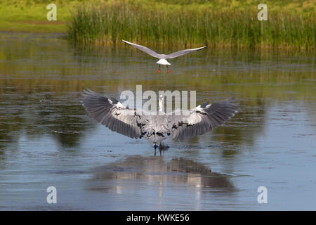 Héron cendré (Ardea cinerea) d'être assailli par une Mouette rieuse (Chroicocephalus ridibundus), été Leys Réserve Naturelle, Northamptonshire, en Angleterre. Banque D'Images