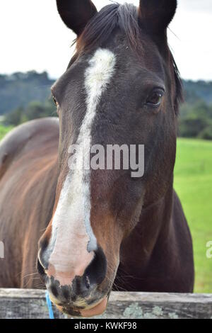 Tête de cheval/détail avec tache blanche sur le front. Banque D'Images