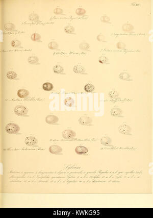 Une illustration tirée de Zur Fortpflanzungsgeschichte der gesamten Vögel (1845–1854) par Thienemann montre des vues détaillées des œufs d'oiseaux, de la structure de nidification et des organes reproducteurs de différentes espèces pour étayer la biologie comparative de la reproduction aviaire. Banque D'Images