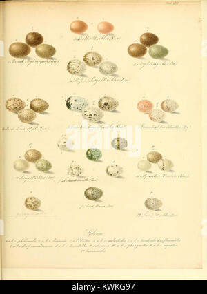 Cette illustration tirée de *Zur Fortpflanzungsgeschichte der gesammten Vögel* (sur l’histoire de la reproduction de tous les oiseaux) met en évidence une espèce d’oiseaux particulière, en mettant l’accent sur son cycle de reproduction et son comportement dans le contexte de la biologie aviaire. Banque D'Images