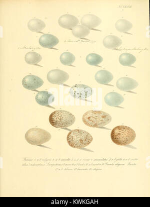 Illustration scientifique tirée de 'Zur Fortpflanzungsgeschichte der gesammten Vögel', planche 38, représentant les processus de reproduction aviaire et les stades embryologiques pour l'étude ornithologique. Banque D'Images