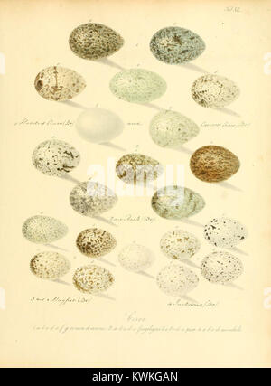 Illustration tirée de Zur Fortpflanzungsgeschichte der gesammten Vögel montrant des oiseaux en phase de reproduction, contribuant à la compréhension ornithologique des cycles de vie aviaires. Banque D'Images