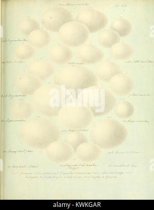 Une illustration de Zur Fortpflanzungsgeschichte der gesammten Vögel représentant l'anatomie reproductrice et le comportement des espèces d'oiseaux, contribuant à la compréhension ornithologique précoce de l'élevage aviaire. Banque D'Images