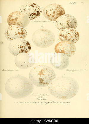 Illustration tirée de 'Zur Fortpflanzungsgeschichte der gesammten Vögel', planche XLVI, montrant des représentations détaillées de la reproduction et de l'anatomie des oiseaux pour la recherche ornithologique. Banque D'Images