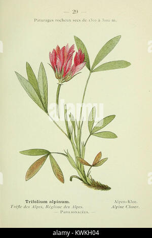 Une page de *Nouvelle flore coloriée de poche des Alpes et des Pyrénées*, montrant des dessins botaniques détaillés d'espèces alpines en fleurs originaires des Alpes et des Pyrénées. Banque D'Images