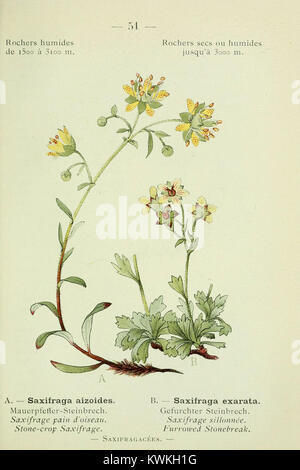 Un guide illustré de la flore de poche détaillant les espèces végétales des Alpes et des Pyrénées, fournissant des descriptions concises et des dessins pour l'identification botanique et la recherche. Banque D'Images