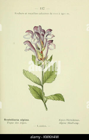 Une flore de poche illustrée de la Nouvelle flore coloriée de poche des Alpes et des Pyrénées, représentant diverses espèces végétales alpines et pyrénéennes utilisées comme référence botanique en Europe du XIXe siècle. Banque D'Images