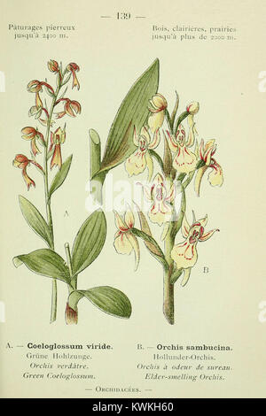 Un guide botanique de poche intitulé Nouvelle flore coloriée présentant des illustrations en couleur d'espèces végétales des Alpes et des Pyrénées, créé pour l'étude scientifique et l'identification sur le terrain. Banque D'Images