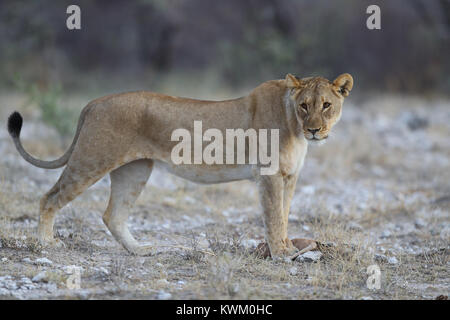 Lionne capture les jeunes dans le parc national d'Etosha Springbok Banque D'Images