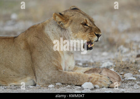 Lionne capture les jeunes springbok près de Namutoni camp à Etosha National Park Banque D'Images