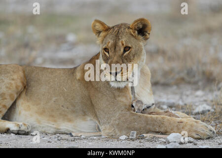 Lionne capture les jeunes springbok près de Namutoni camp à Etosha National Park Banque D'Images