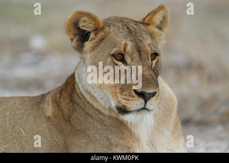Lionne à Etosha National Park Banque D'Images