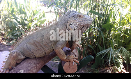 Iguana Banque D'Images