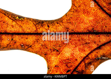 Abstract shot d'une feuille de chêne sec éclairé, révélant les cellules et la structure des feuilles Banque D'Images