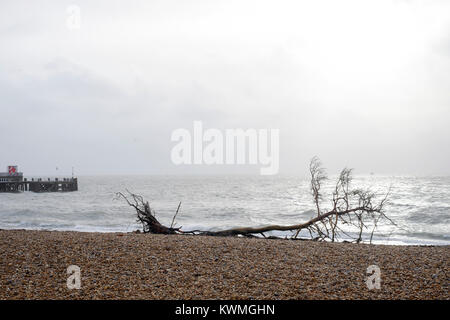 Un grand arbre est dans les débris rejetés sur la plage pendant une tempête eleanor comme vu ici près de South parade pier uk angleterre southsea Banque D'Images