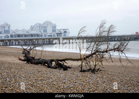 Un grand arbre est dans les débris rejetés sur la plage pendant une tempête eleanor comme vu ici près de South parade pier uk angleterre southsea Banque D'Images