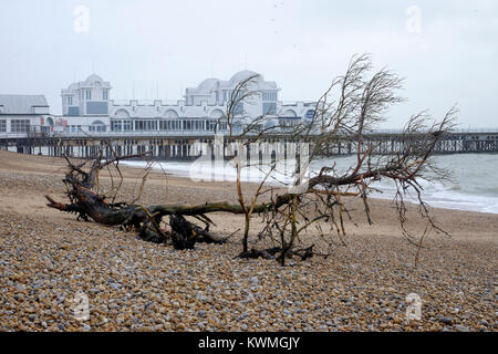 Un grand arbre est dans les débris rejetés sur la plage pendant une tempête eleanor comme vu ici près de South parade pier uk angleterre southsea Banque D'Images