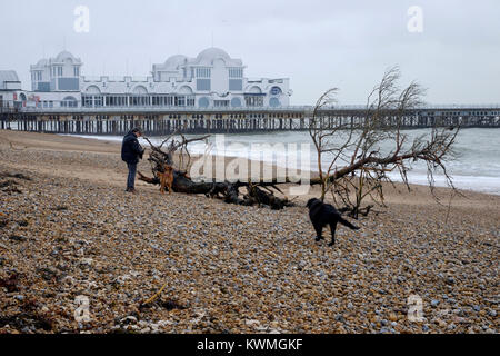 Un grand arbre est dans les débris rejetés sur la plage pendant une tempête eleanor comme vu ici près de South parade pier uk angleterre southsea Banque D'Images