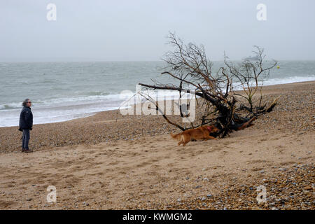 Un grand arbre est dans les débris rejetés sur la plage pendant une tempête eleanor comme vu ici près de South parade pier uk angleterre southsea Banque D'Images