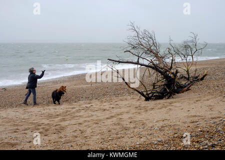 Un grand arbre est dans les débris rejetés sur la plage pendant une tempête eleanor comme vu ici près de South parade pier uk angleterre southsea Banque D'Images