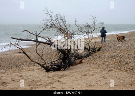 Un grand arbre est dans les débris rejetés sur la plage pendant une tempête eleanor comme vu ici près de South parade pier uk angleterre southsea Banque D'Images