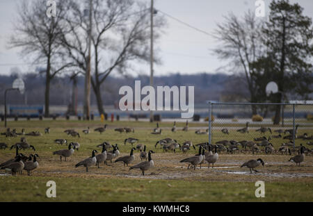 Davenport, Iowa, États-Unis. 28 Dec, 2016. Des centaines d'oies sont vu du remplissage d'un terrain de baseball à l'île de crédit dans la région de Davenport le Mercredi, Décembre 28, 2016. La glace et la neige continue de fondre comme Quad-City région temps exceptionnellement doux. Credit : Andy Abeyta/Quad-City Times/ZUMA/Alamy Fil Live News Banque D'Images