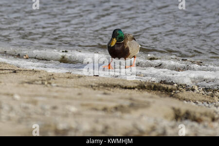 Davenport, Iowa, États-Unis. 28 Dec, 2016. Un canard colvert promenades à travers un peu de glace de la rivière Mississippi, à l'île de crédit dans la région de Davenport le Mercredi, Décembre 28, 2016. La glace et la neige continue de fondre comme Quad-City région temps exceptionnellement doux. Credit : Andy Abeyta/Quad-City Times/ZUMA/Alamy Fil Live News Banque D'Images