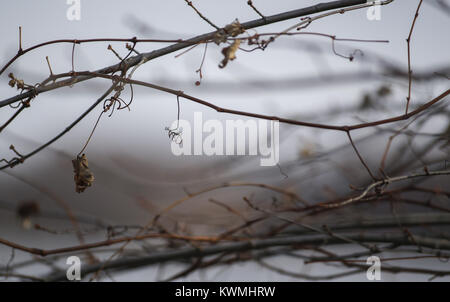 Davenport, Iowa, États-Unis. 28 Dec, 2016. Les feuilles flétries sont vus sur d'agences à l'île de crédit dans la région de Davenport le Mercredi, Décembre 28, 2016. La glace et la neige continue de fondre comme Quad-City région temps exceptionnellement doux. Credit : Andy Abeyta/Quad-City Times/ZUMA/Alamy Fil Live News Banque D'Images