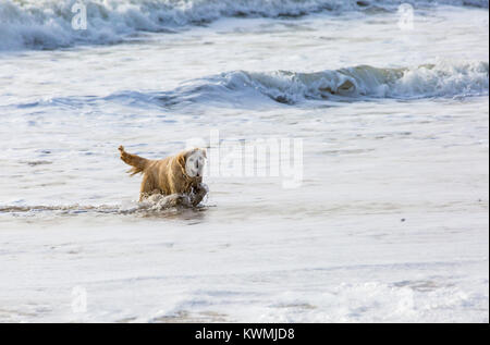 Bournemouth, Dorset, UK. 4 janvier, 2018. Météo France : Jour de vent à Bournemouth. Golden Retriever dog aime jouer dans les vagues Crédit : Carolyn Jenkins/Alamy Live News Banque D'Images