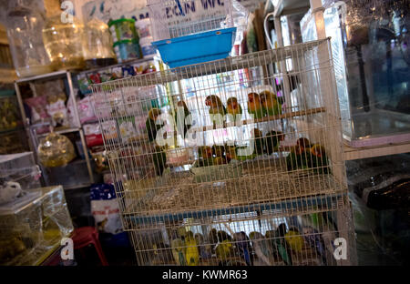 Doha, Qatar. 4 janvier, 2018. Les concessionnaires vendent des oiseaux dans un marché (Souq Waqif) à Doha, Qatar, le 4 janvier 2018. Entre le 2 janvier et le 7 janvier 2018, l'équipe du Bayern Munich sera la préparation de la saison qui reste dans un camp d'entraînement au Qatar. Crédit : Sven Hoppe/dpa/Alamy Live News Banque D'Images