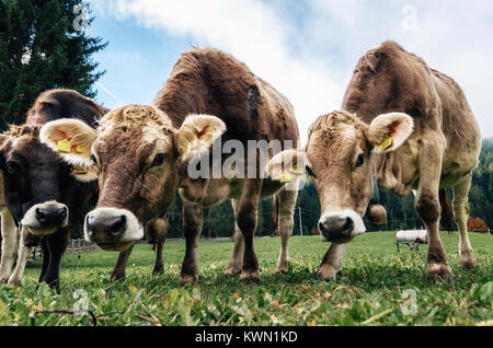 Brown vaches qui paissent dans une prairie alpine fermer jusqu'à l'appareil photo en Italie Banque D'Images