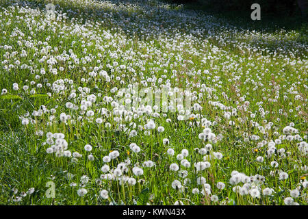 Prairie avec le pissenlit (Taraxacum officinale), Wustrow, Fischland, Mecklembourg-Poméranie-Occidentale, de la mer Baltique, l'Allemagne, de l'Europe Banque D'Images