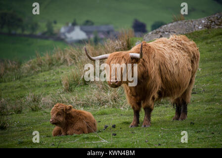 Longhorn Vache et veau Banque D'Images