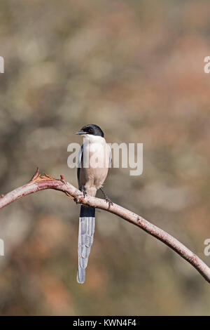 Également connu sous le nom de Pie ibérique Péninsule Ibérique azure-winged Magpie Cyanopica cooki Estrémadure Espagne Décembre Banque D'Images