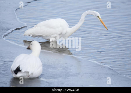 Oie des neiges qui coexistent et grande aigrette sur la rivière partiellement gelés, hiver Banque D'Images