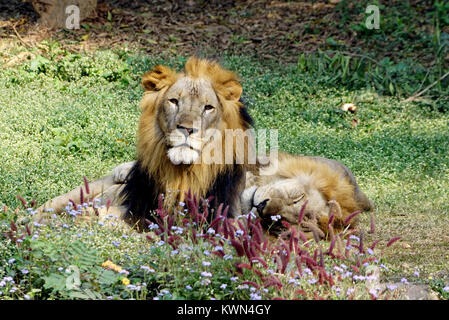 Un lion est en cat-nap tandis que d'autres à me regarder. Banque D'Images