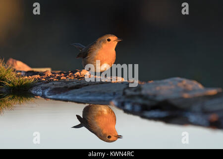 Erithacus rubecula aux abords de piscine potable Estrémadure Espagne Banque D'Images