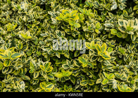 Euonymus fortei Emeraude 'n' Gold gros plan. Banque D'Images