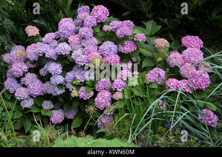 L'Hydrangea en pleine floraison. Banque D'Images