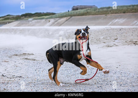 Les jeunes plus ludique Swiss Mountain Dog / Grosser Schweizer Sennenhund jouant avec corde laisse sur la plage le long de la côte Banque D'Images