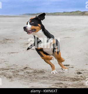 Plus jeune joueur Swiss Mountain Dog / Grosser Schweizer Sennenhund fonctionnant sur la plage Banque D'Images