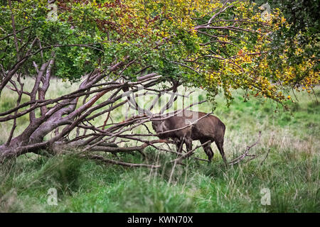 Red Deer (Cervus elaphus) stag secouant la tête affichant par freinage de branches d'arbre tombé pendant le rut en forêt d'automne Banque D'Images