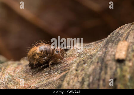 Springtail globulaire (Allacma fusca) reposant sur le morceau de bois pourri. Cahir, Tipperary, Irlande. Banque D'Images